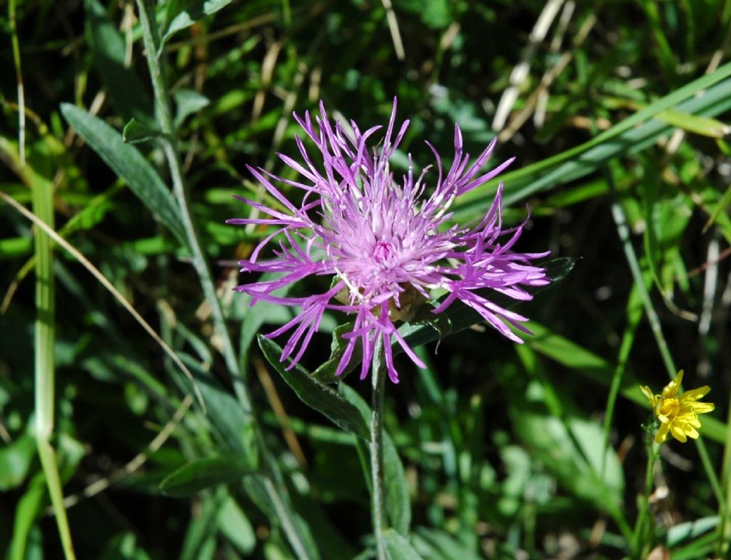 Centaurea ...cfr. jacea